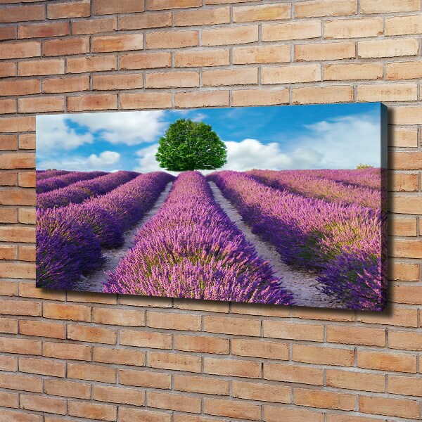 Quadro stampa su tela Campo di lavanda
