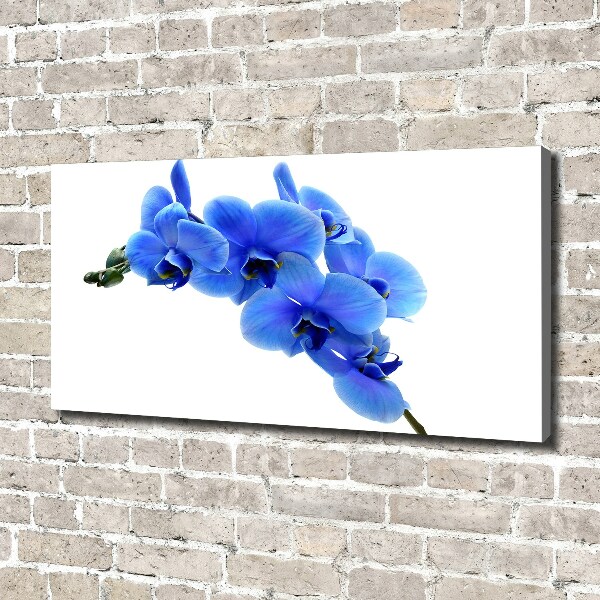 Quadro stampa su tela Orchidea blu