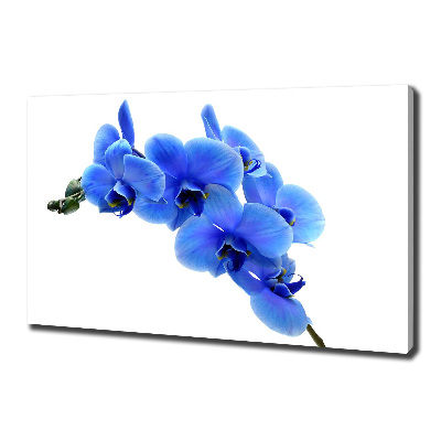 Quadro stampa su tela Orchidea blu
