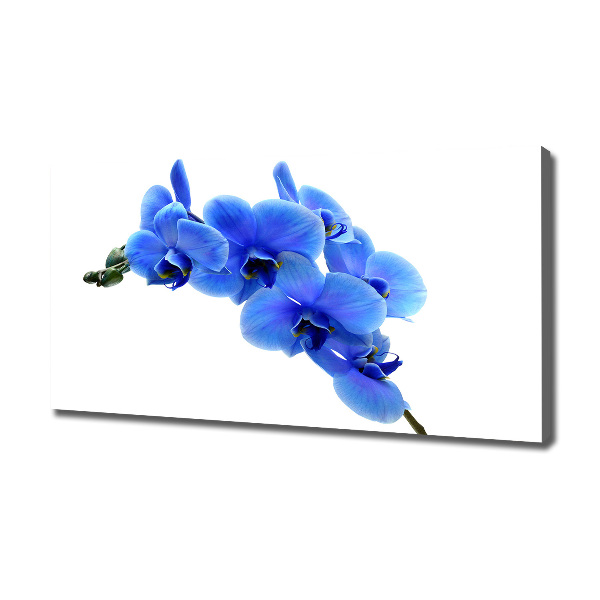 Quadro stampa su tela Orchidea blu