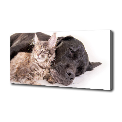 Foto quadro su tela Cane con gatto