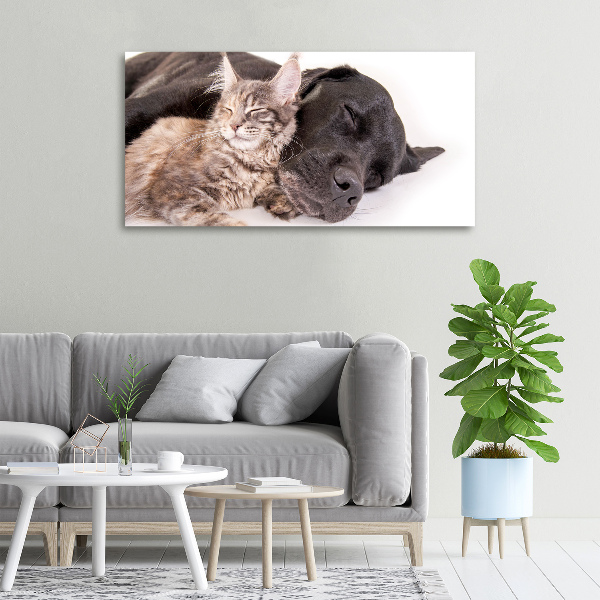 Foto quadro su tela Cane con gatto