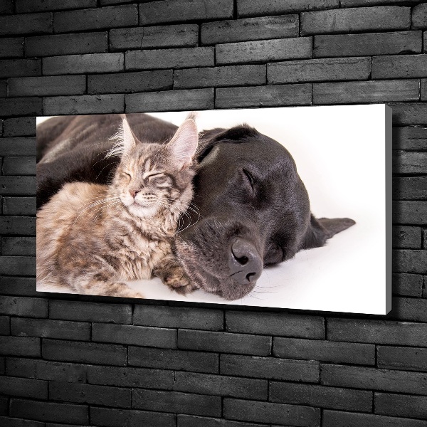 Foto quadro su tela Cane con gatto
