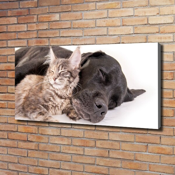 Foto quadro su tela Cane con gatto