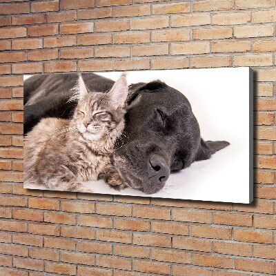 Foto quadro su tela Cane con gatto
