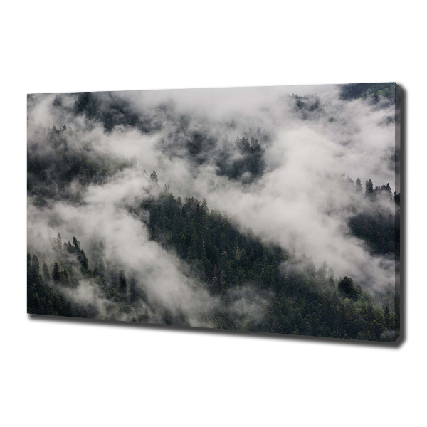 Foto quadro su tela Nebbia sulla foresta