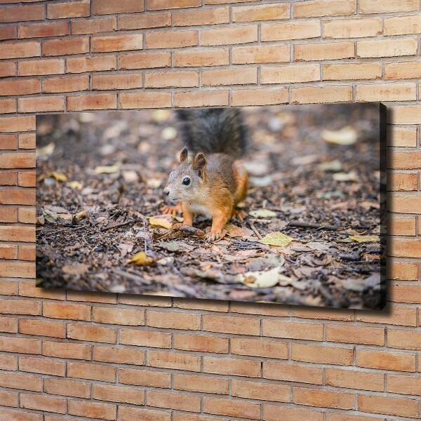 Quadro su tela Scoiattolo
