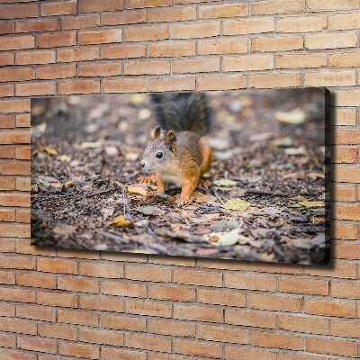 Quadro su tela Scoiattolo