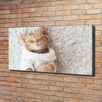 Foto quadro su tela Gattino con il maglione