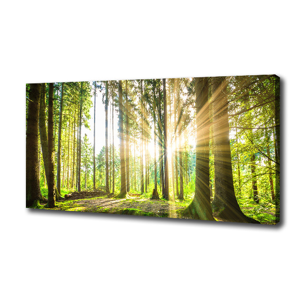 Quadro su tela Foresta al sole