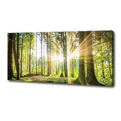 Quadro su tela Foresta al sole