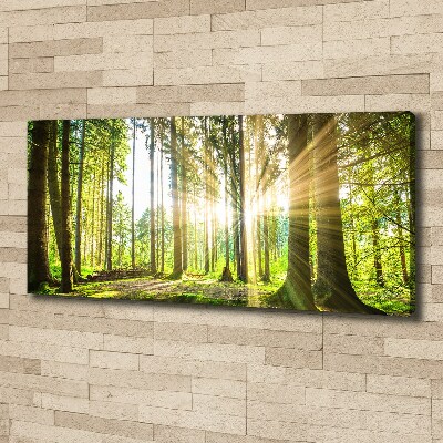 Quadro su tela Foresta al sole