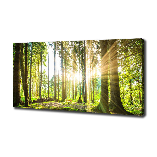 Quadro su tela Foresta al sole