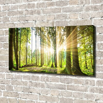 Quadro su tela Foresta al sole