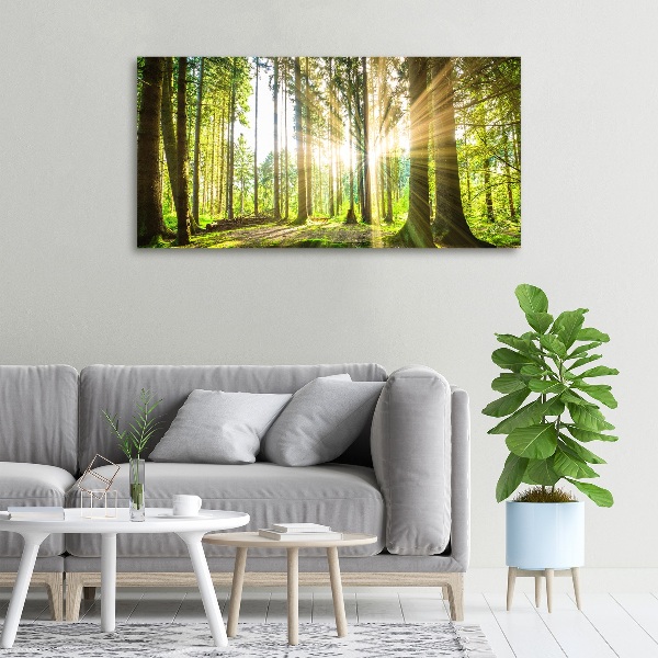 Quadro su tela Foresta al sole