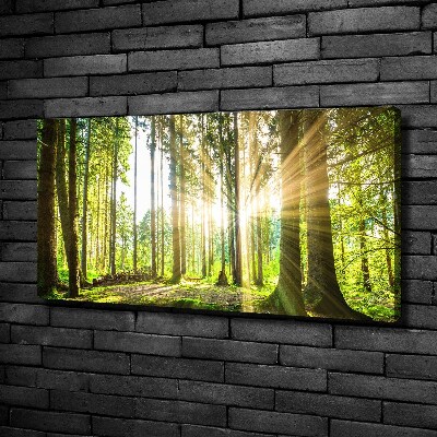 Quadro su tela Foresta al sole