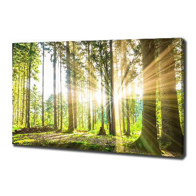 Quadro su tela Foresta al sole