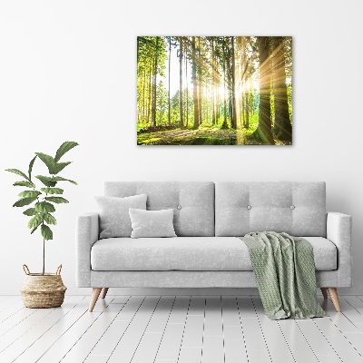 Quadro su tela Foresta al sole