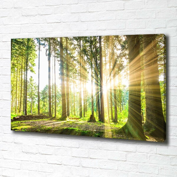 Quadro su tela Foresta al sole