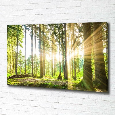 Quadro su tela Foresta al sole