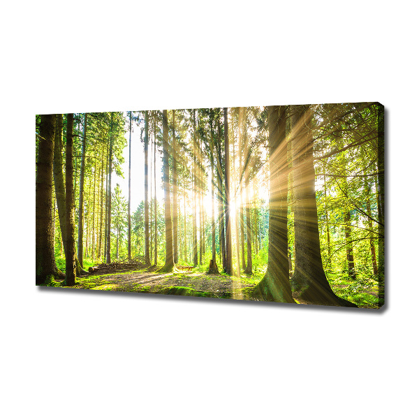 Quadro su tela Foresta al sole