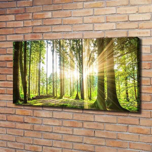 Quadro su tela Foresta al sole