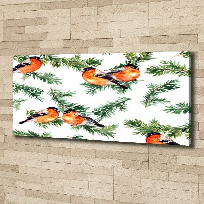 Foto quadro su tela Pettirosso su una conifera