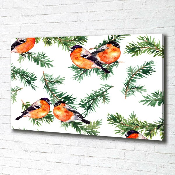 Foto quadro su tela Pettirosso su una conifera