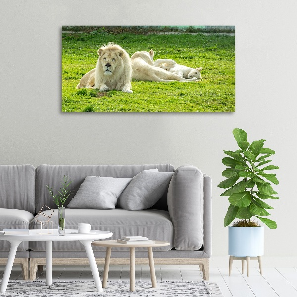 Foto quadro su tela Leoni beige