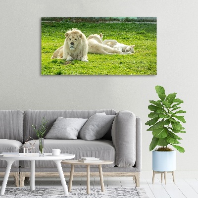 Foto quadro su tela Leoni beige