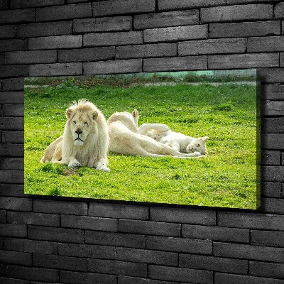 Foto quadro su tela Leoni beige