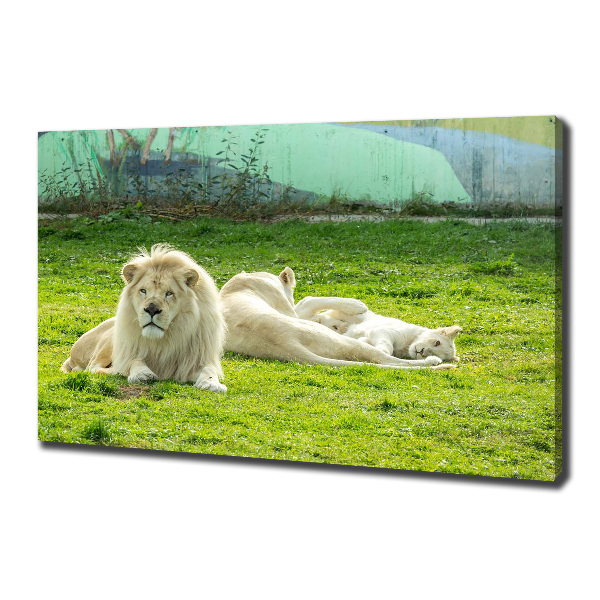 Foto quadro su tela Leoni beige