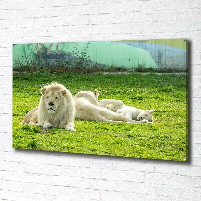 Foto quadro su tela Leoni beige