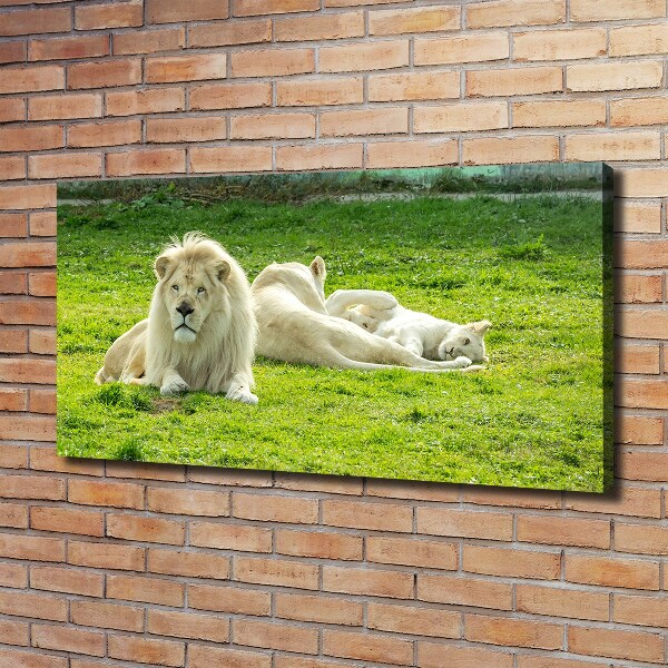 Foto quadro su tela Leoni beige