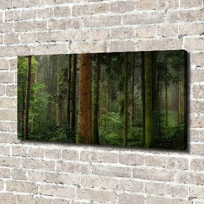 Foto quadro su tela Nebbia nella foresta