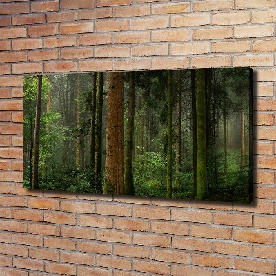 Foto quadro su tela Nebbia nella foresta