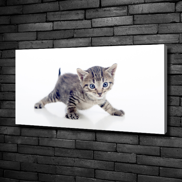 Foto quadro su tela Gattino
