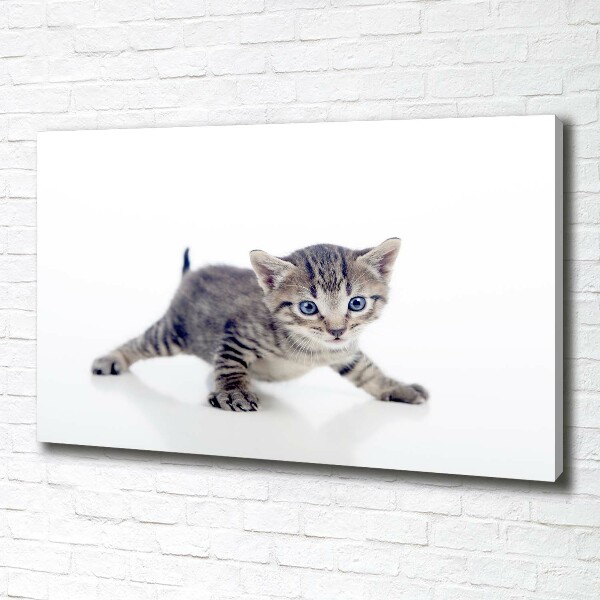 Foto quadro su tela Gattino
