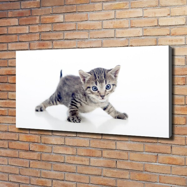 Foto quadro su tela Gattino