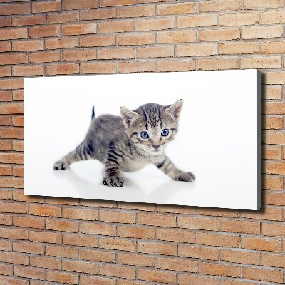 Foto quadro su tela Gattino