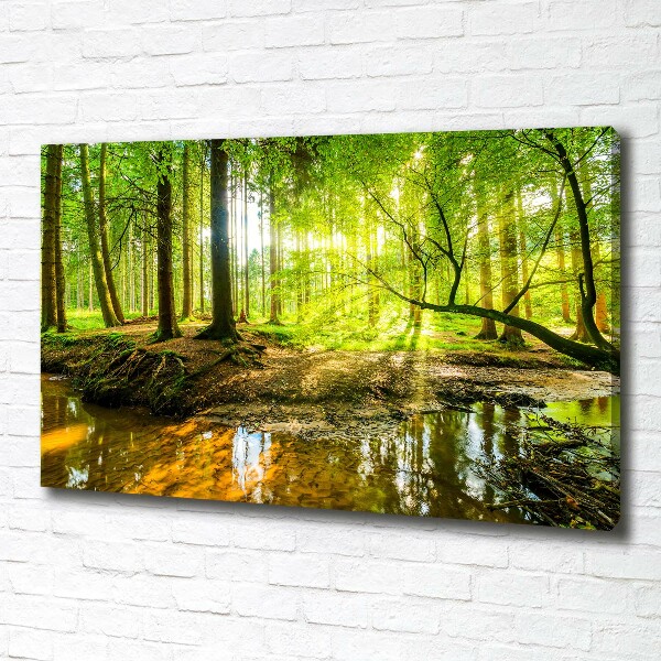 Foto quadro su tela Uno stagno nella foresta