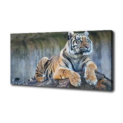 Foto quadro su tela Tigre