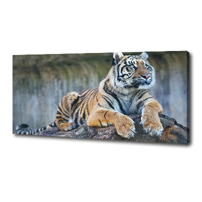 Foto quadro su tela Tigre