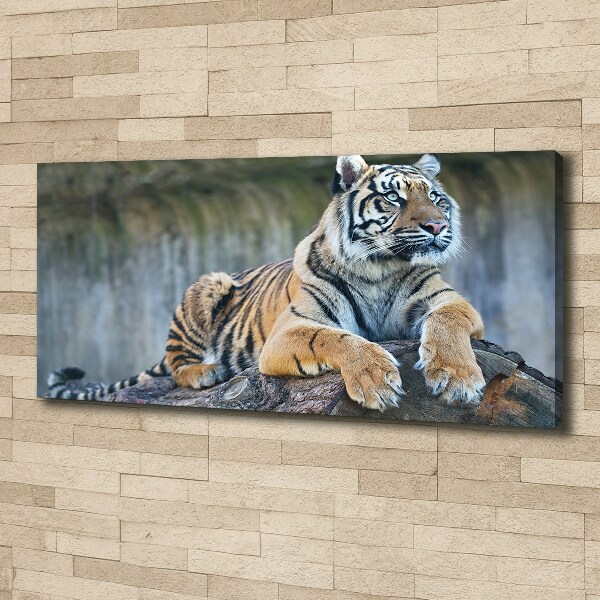 Foto quadro su tela Tigre