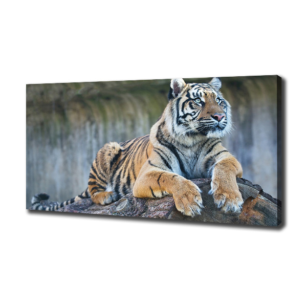 Foto quadro su tela Tigre