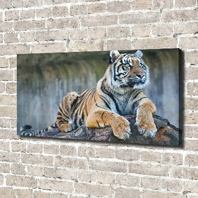 Foto quadro su tela Tigre