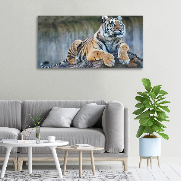 Foto quadro su tela Tigre