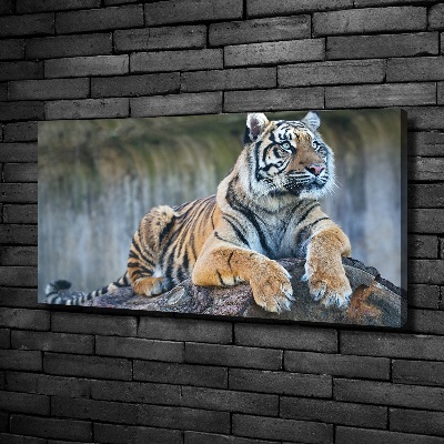 Foto quadro su tela Tigre