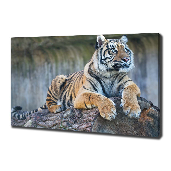 Foto quadro su tela Tigre