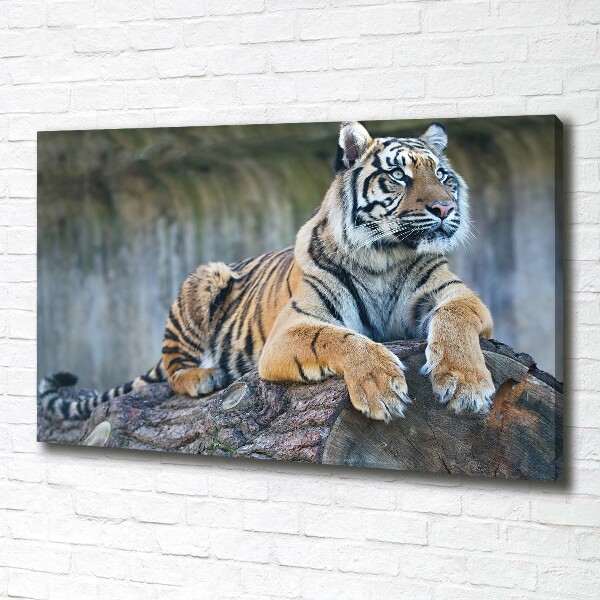 Foto quadro su tela Tigre